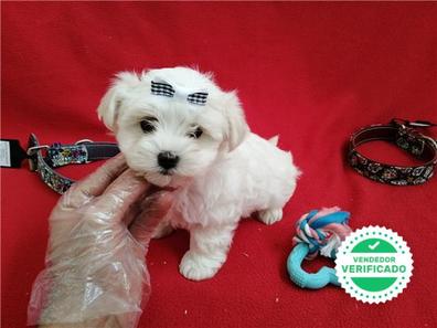 nacionalismo sextante Gobernar MILANUNCIOS | Perrosen adopción . Compra venta y regalo de cachorros y  perros en Córdoba Capital