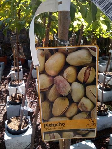 Milanuncios - arbol de pistacho