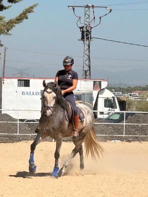 El pastor eléctrico en el cercado para caballos - Le Galop