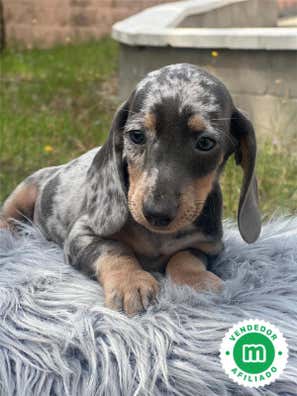 Milanuncios - Teckel arlequin