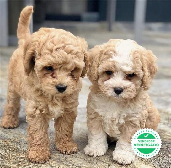 Milanuncios Caniche Mini Toy Caniches En Adopcion Compra Venta Y Regalo De Cachorros Y Perros