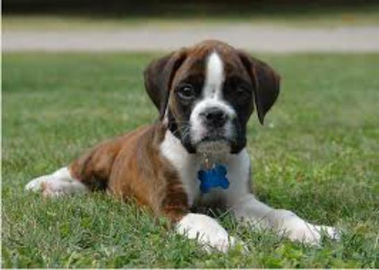 Milanuncios Boxer En Adopcion Compra Venta Y Regalo De Cachorros Y Perros En Barcelona
