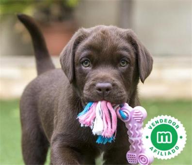 cuanto cuesta un cachorro labrador chocolate