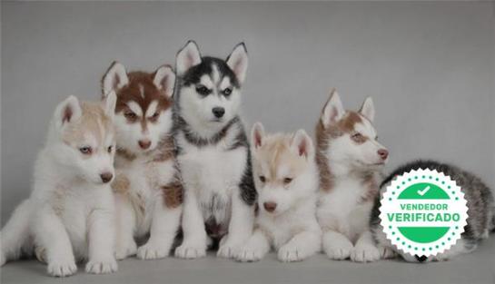 Milanuncios Compra Venta De Huskys Husky Siberiano Blanco Con Ojos Azules Anuncios Con Fotos De Huskys Husky Siberiano Blanco Con Ojos Azules Perros Husky Husky Siberiano Blanco Con Ojos Azules