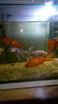 venta de peces, acuarios, peceras y accesorios | Milanuncios