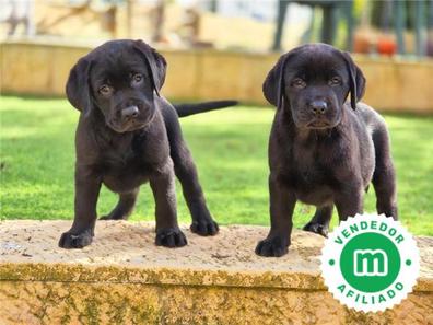 Peluche labrador negro online