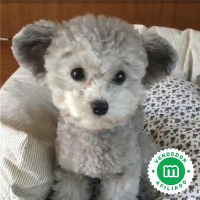 Poodle micro hot sale toy apricot