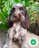 Milanuncios - Cocker ingles