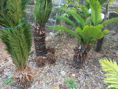 Litoral campo gene Vendo palmeras grandes Plantas de segunda mano baratas | Milanuncios