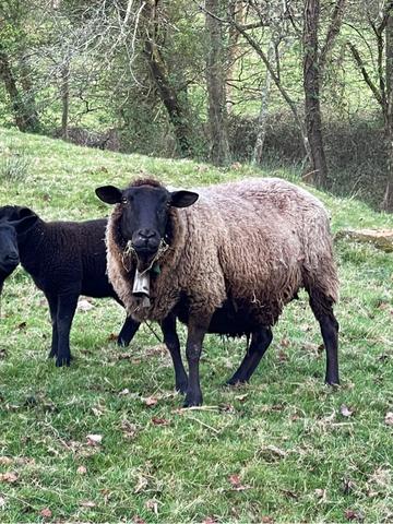 Milanuncios - OVEJA NEGRA PARIDA