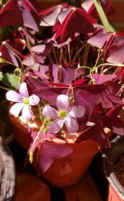 Violetas Plantas de segunda mano baratas en Madrid | Milanuncios