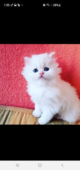 GATITOS PERSA CON ANGORA