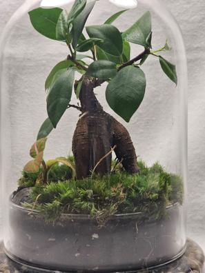 Planta pequeña de musgo natural Musgo vivo para terrario Musgo para bonsái  Precioso musgo real -  España