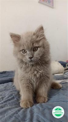 Milanuncios British Longhair Gatos Y Gatitos En Adopcion Y Compra Venta De Accesorios Y Servicios