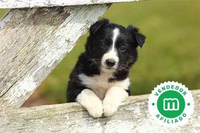 son border collies leales a una sola persona