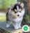 Milanuncios - POMSKY