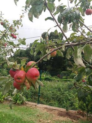 Frutales Plantas de segunda mano baratas en Galicia | Milanuncios