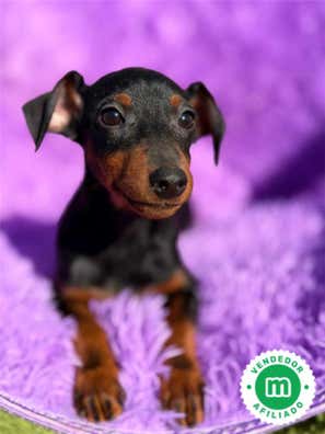 Mini pincher Perros en adopción, compra venta de accesorios y servicios ...
