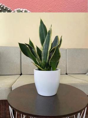Planta de interior - Planta para la casa o la oficina - Sansevaria - Lengua  de suegra variegada - Aprox. 30 cm de alto: : Jardín
