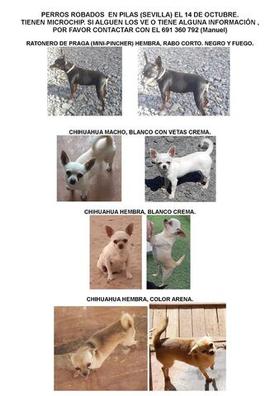 Perros perdidos Mascotas perdidas y encontradas. Buscar o encontrar perdidos en Sevilla |