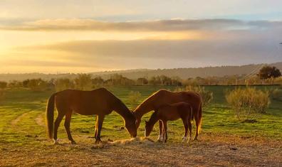 Las mejores praderas de descanso y recuperación de caballos
