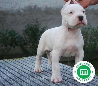 puede un dogo argentino vivir en santa elena