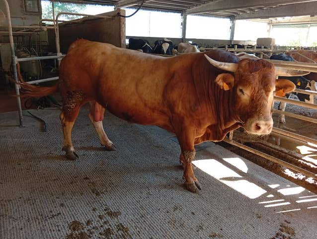 Milanuncios - Toro raza rubia gallega
