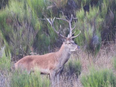 Coto de caza muflon ciervo Cotos de caza | Milanuncios