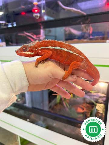 Milanuncios - Camaleón pantera (Furcifer pardalis)