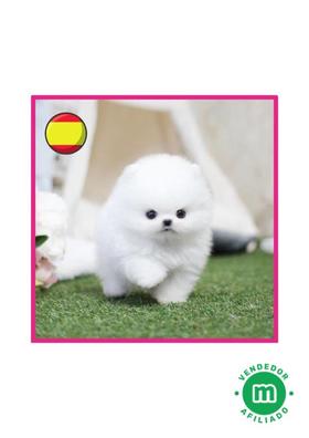 Pomeranian clearance mini toy