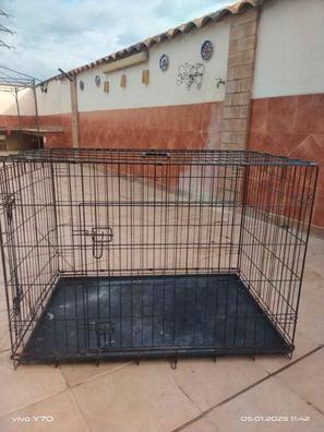 Dog Collar Kangal Dog Olx Perros De Segunda Mano En Córdoba