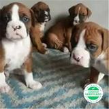 Milanuncios Boxer Atigrados Perros En Adopcion Compra Venta De Accesorios Y Servicios Para Perros