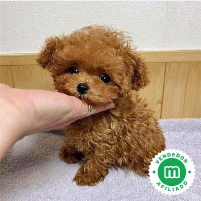 French poodle mini toy Caniches en adopcion. Compra venta y regalo de cachorros y perros Milanuncios