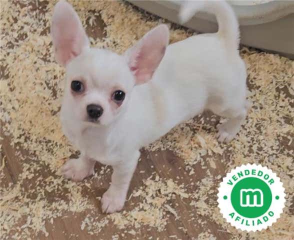 Milanuncios - Chihuahua macho blanco de 7 meses