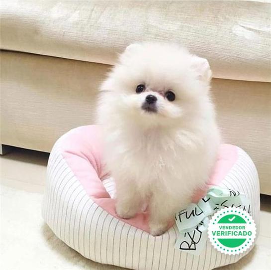 Milanuncios Pomerania Mini Toy Perros En Adopcion Compra Venta De Accesorios Y Servicios Para Perros