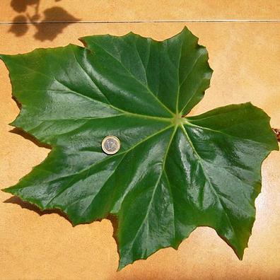 Begonia Plantas de segunda mano baratas | Milanuncios