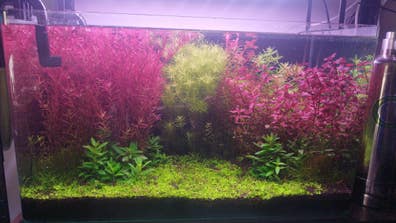 Intercambio o vendo plantas acuario en venta | Milanuncios