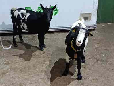 cabras-enanas-en-venta-milanuncios