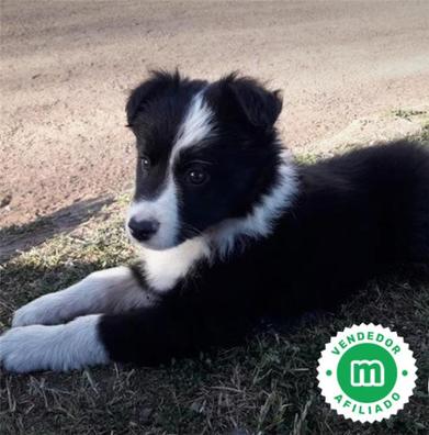 mezcla de border collie boxer blanco