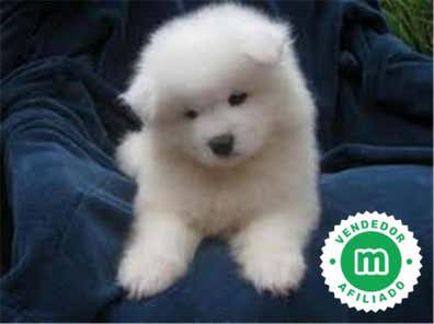Milanuncios - Samoyedo