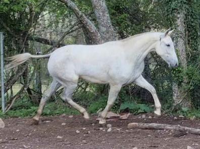 Compra venta de caballos, transporte y monturasde segunda mano en Bizkaia  Provincia | Milanuncios