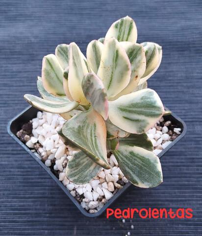 Milanuncios - Crassula Ovata Variegata