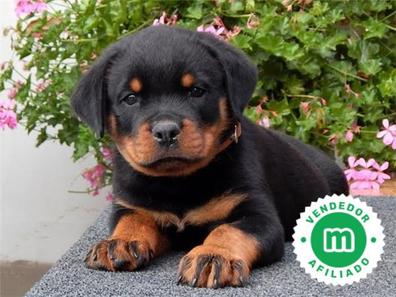 cuanto vale un rottweiler