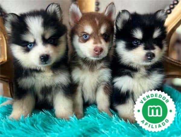 Milanuncios - Pomsky