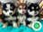 Milanuncios - Pomsky