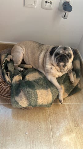 Milanuncios - Cuidado de perros de tamaño pequeño