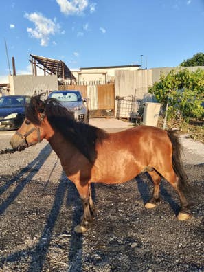 Milanuncios - se vende pony