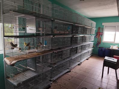 Dival en venta | Milanuncios