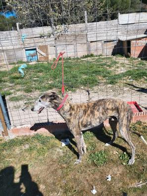 cámara Donación Extraer Regalo Mascotas en adopción y accesorios de mascota de segunda mano baratos  en Valladolid Provincia | Milanuncios