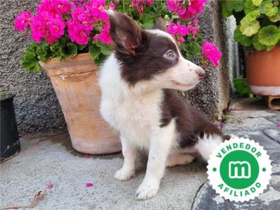 Perros en adopción, accesorios y servicios para perros en de Segura | Milanuncios